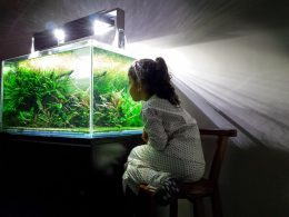Har du planer på att köpa ett akvarium till hemmet?